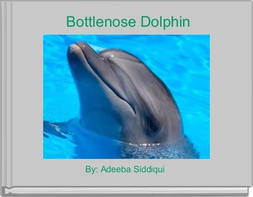  Bottlenose Dolphin