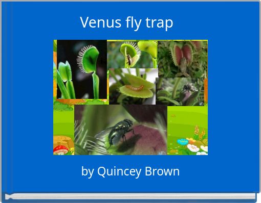 Venus fly trap&nbsp;