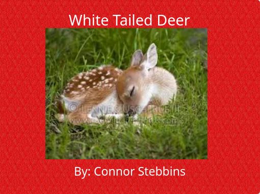 White Tailed Deer" Free stories online. Create for kids | StoryJumper