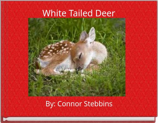 White Tailed Deer