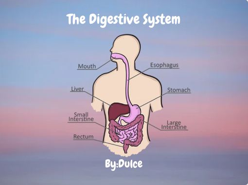 "The Digestive System" - Free stories online. Create books for kids