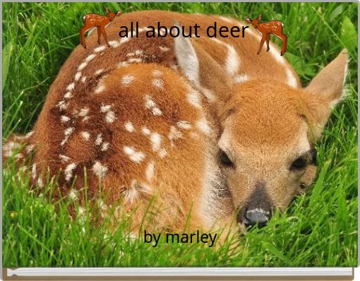 all about deer