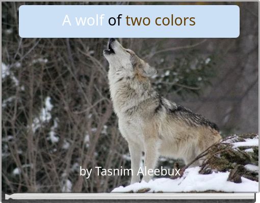 A wolf of two colors